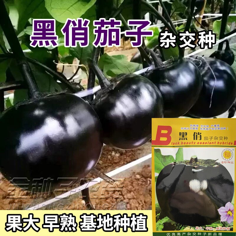 紫圆茄种子早熟高产抗病黑圆茄