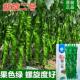 龙旋二号螺丝椒种籽大麻花全螺旋香辣螺丝辣椒种子春季 播蔬菜 秋季