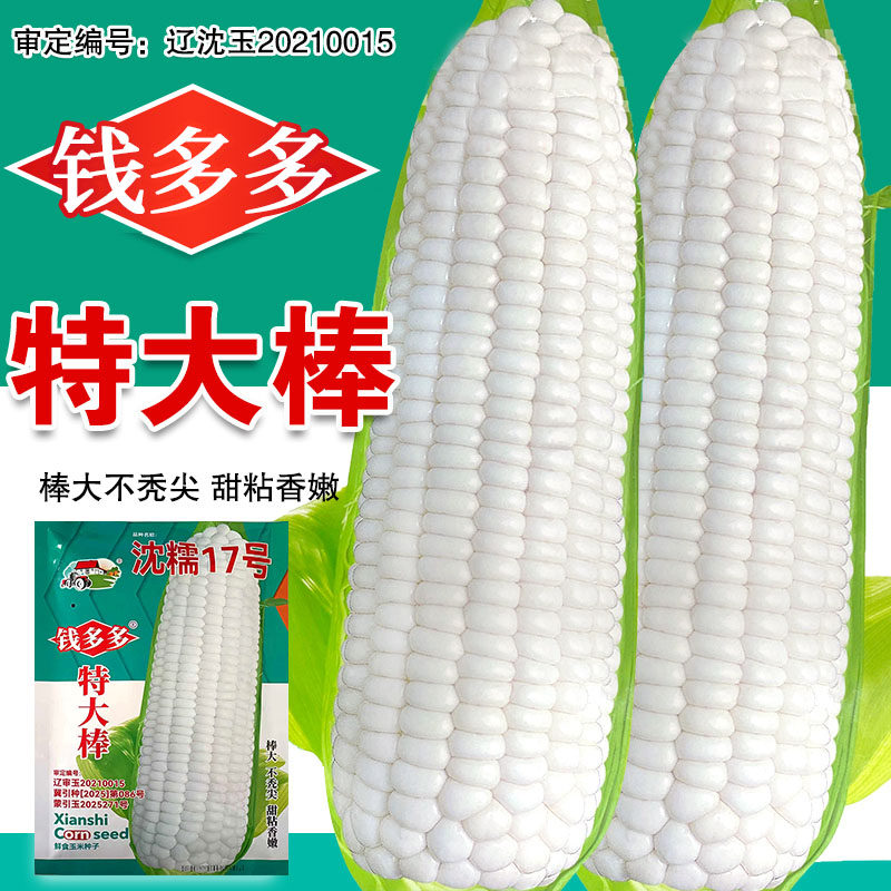 东北白甜糯玉米种子鲜食玉米甜糯高产大田苞谷玉米种孑春季