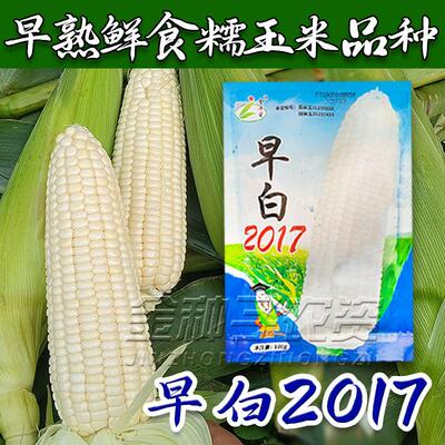早白2017糯玉米种子特早熟65天