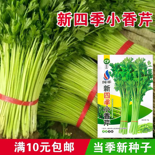 蔬菜四季播种春野水土小香芹