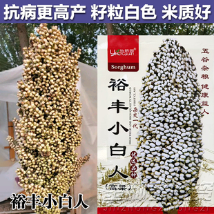 小白人白高粱种子食用矮高粱种子高产春播白高粱种子杂交矮杆高粱