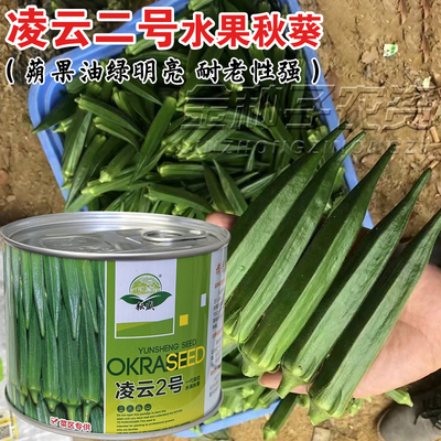 凌云2号秋葵种子高端水果