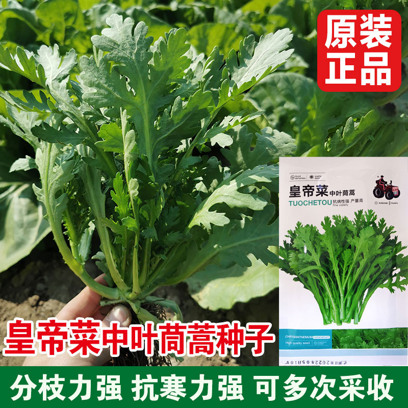 皇帝菜中叶茼蒿种子分枝力强