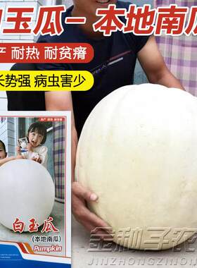 白玉瓜种子巨型白吊瓜种子