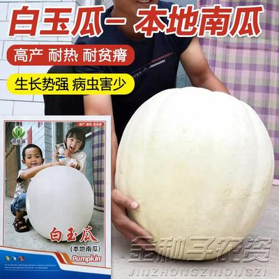 白玉瓜种子巨型白吊瓜种子