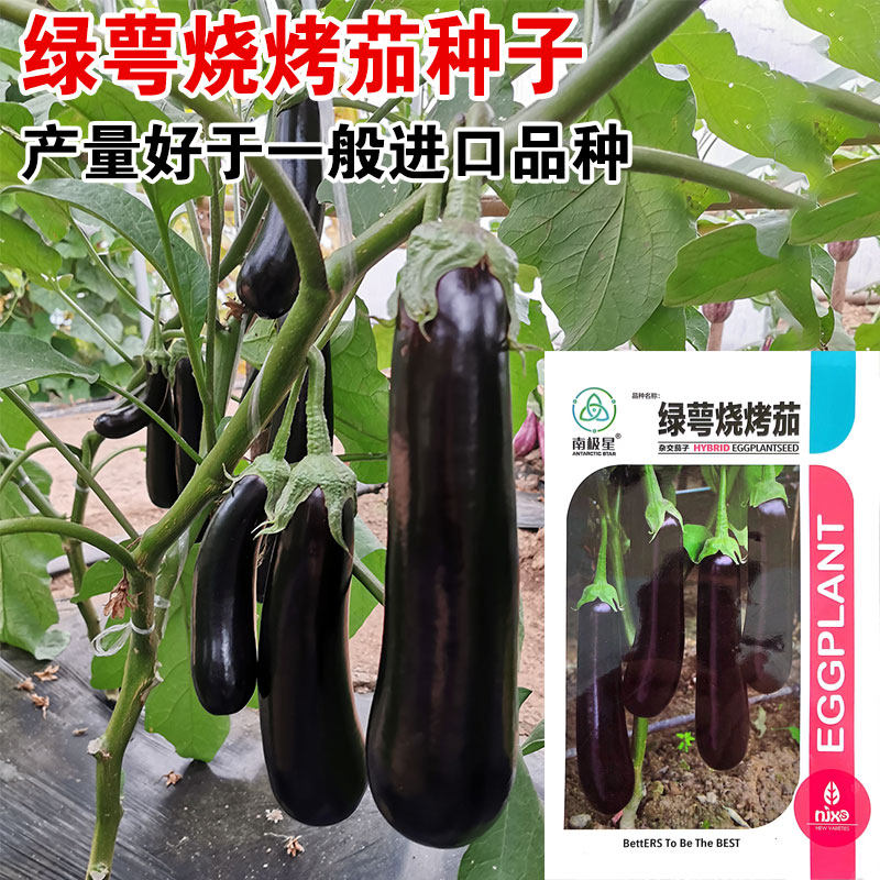 绿萼烧烤茄种子产量高耐病