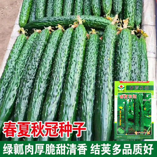 春夏秋冠强雌长黄瓜种子 黄瓜种子节节有瓜绿心黄瓜 亮绿果肉种子 - 封面