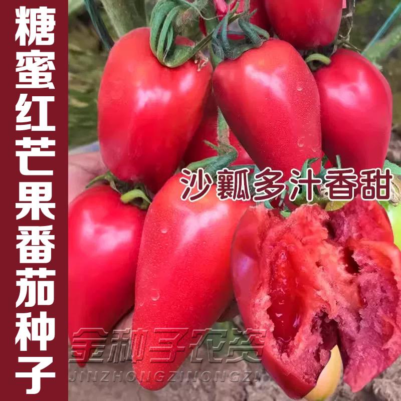 芒果蜜番茄种子超甜水果沙瓤图片