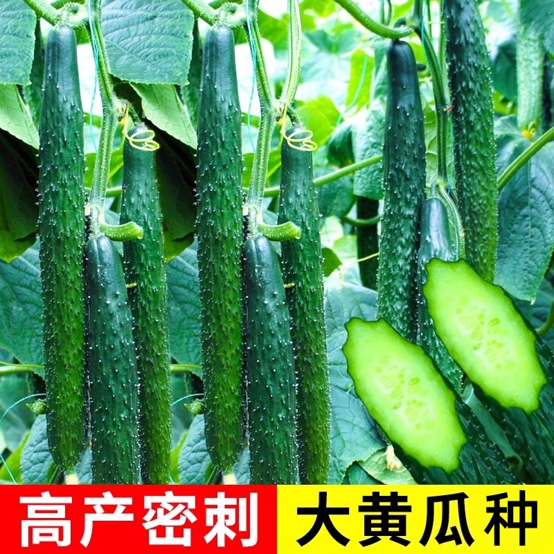 水果黄瓜种子青瓜刺黄瓜种籽水果蔬菜籽四季耐热高产强雌黄瓜种子