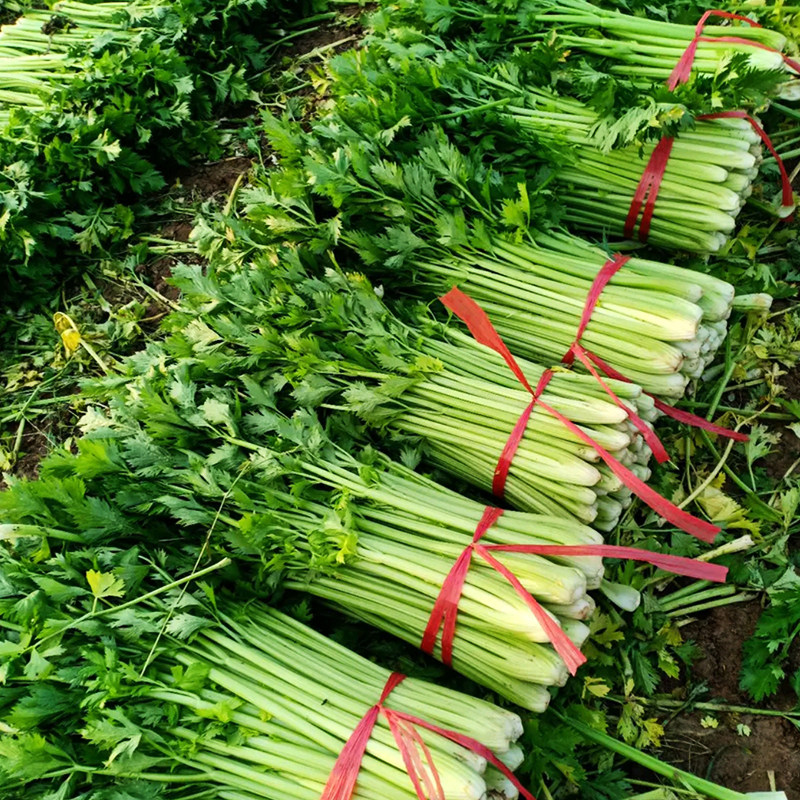 津南实芹二号种子耐寒晚抽薹品种春季四季播种耐寒实心芹小香芹籽