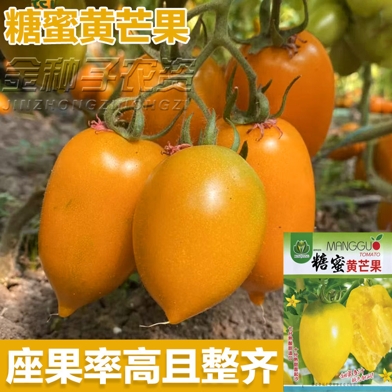 沙瓤口感好黄罗曼番茄秧苗带土球黄芒果蜜糖黄芒果番茄种子春夏季图片