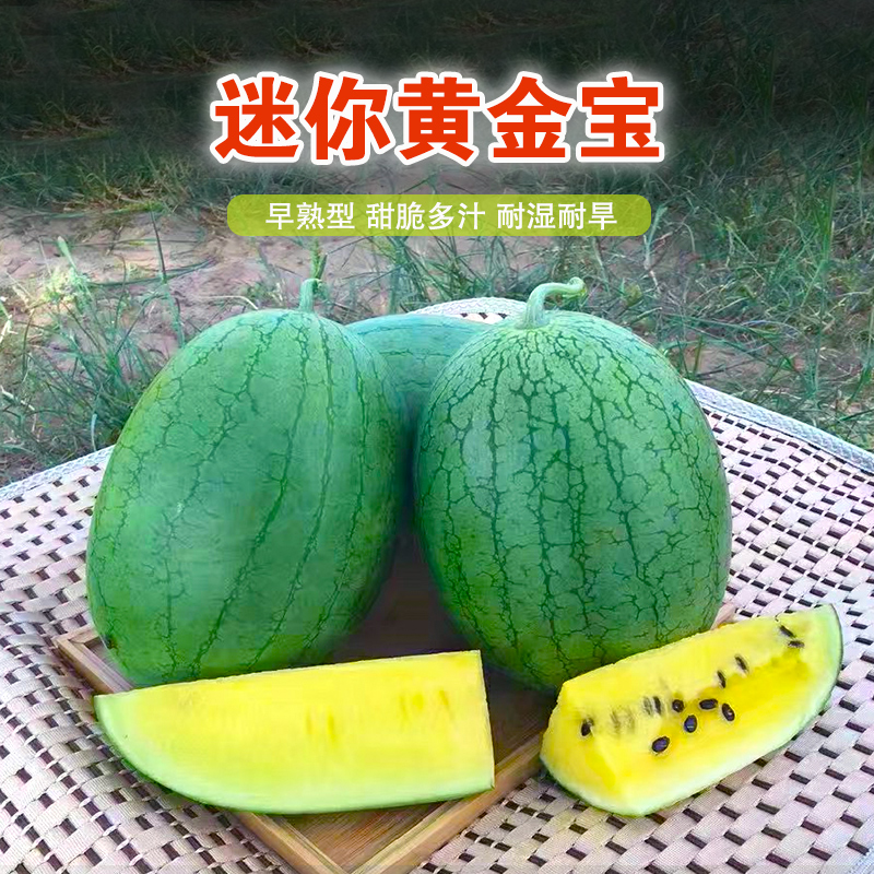 黄金宝西瓜种子绿皮黄壤花皮早熟黄心薄皮超甜高产盆栽西瓜种子
