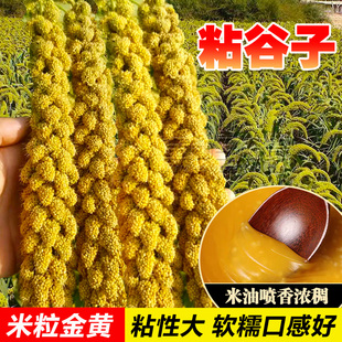 小香米种子粘米种籽鸟不叼吨谷王香粘谷子种子抗鸟害酿酒包粽子糯