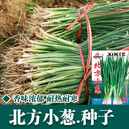 北方小葱种子四季种植