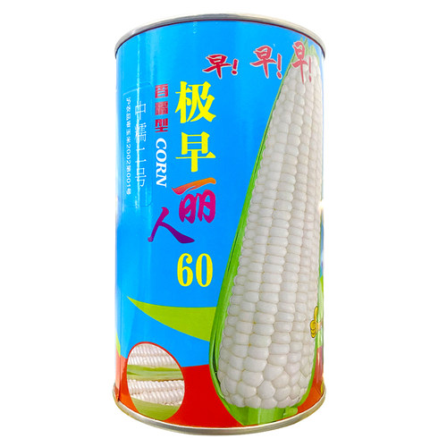 丽人60天白玉米早熟抗病高产种子