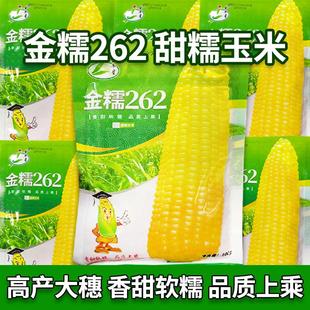 金糯262粘玉米种子 香甜黄糯玉米种籽大棒黏糯玉米籽粘苞米籽包邮
