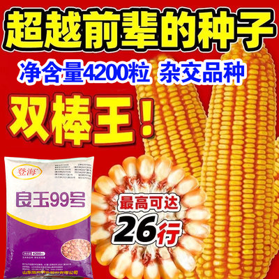 良玉99号玉米种子郑丹958玉米籽