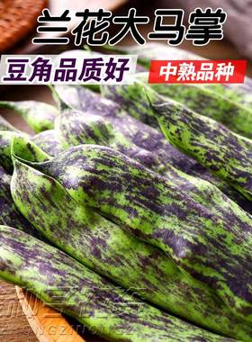 新籽东北农家豆角籽大马掌油豆角种子架豆油豆角子蔬菜种籽原种