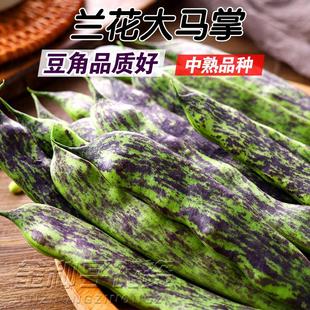 新籽东北农家豆角籽大马掌油豆角种子架豆油豆角子蔬菜种籽原种