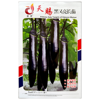 黑又亮长茄阳台庭院四季蔬菜种子