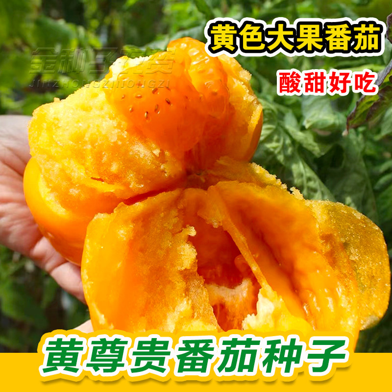 黄色大西红柿种子沙瓤大黄柿子种子老品种西红柿阳台盆栽蔬菜种子