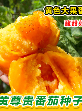 黄色大西红柿种子沙瓤大黄柿子种子老品种西红柿阳台盆栽蔬菜种子