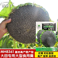 MH8361 Подсолнечник съедобный/200г [Рекомендуется высокая урожайность] Импортный гибридный сорт