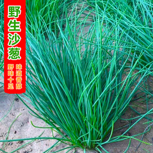 野生沙葱种子耐旱耐寒四季韭葱胡葱小葱种籽盆栽阳台种菜蔬菜种孑