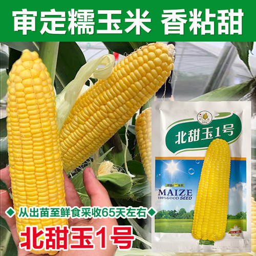 黄香粘糯玉米春夏播种