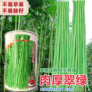 豇豆种子翠绿青白条厚肉长豆角种籽江豆四川春夏季耐热田园蔬菜孑