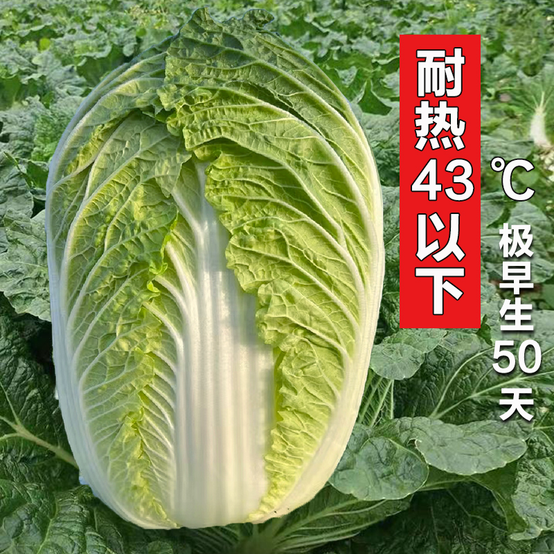 日本夏阳耐热大白菜种子种籽蔬菜