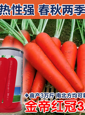 春播胡萝卜种子进口胡萝卜籽早熟高产三红率高红色胡萝卜农家蔬菜