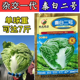 秦白二号大白菜种子杨凌高科秦白2号秋季冬储白菜种子火锅蔬菜籽