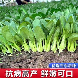 春四季 四季 种阳台种菜盆栽20天成熟 蔬菜种子夏季 种子 小油菜种子