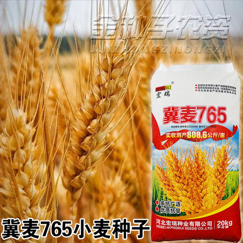 国审小麦种子高产抗病抗倒伏