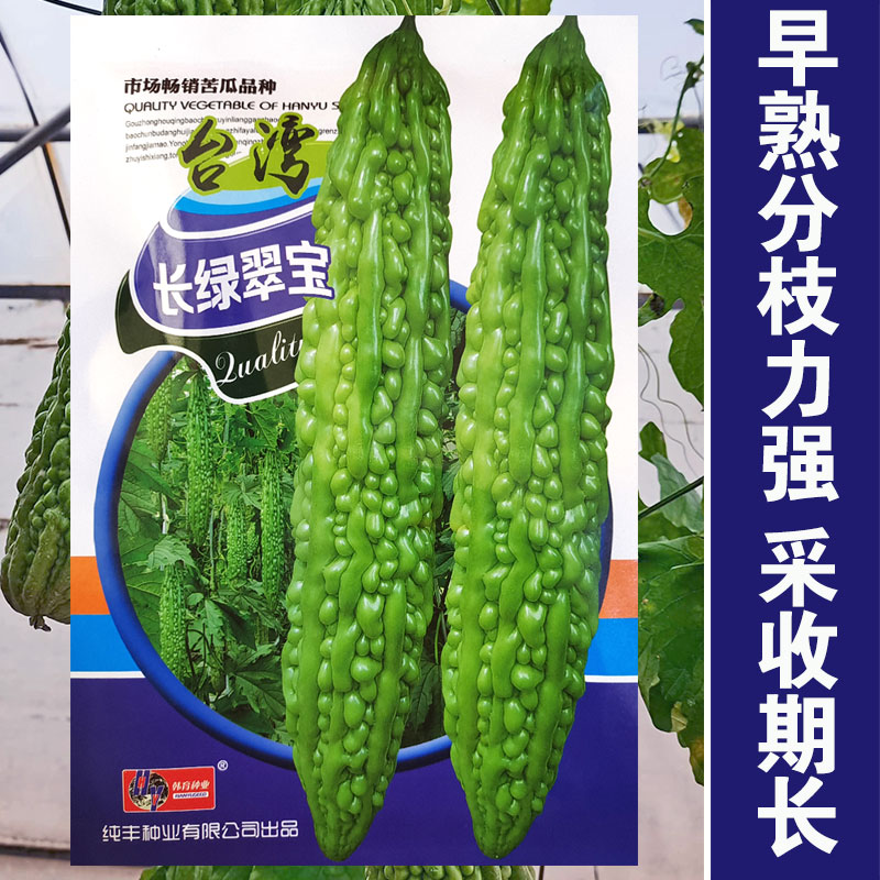 耐热长绿苦瓜种孑高产白玉籽赖葡萄种子阳台盆栽蔬菜特大苗春四季