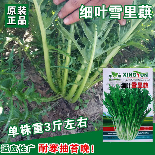 雪里红菜籽种子细叶蔬菜农家秋季