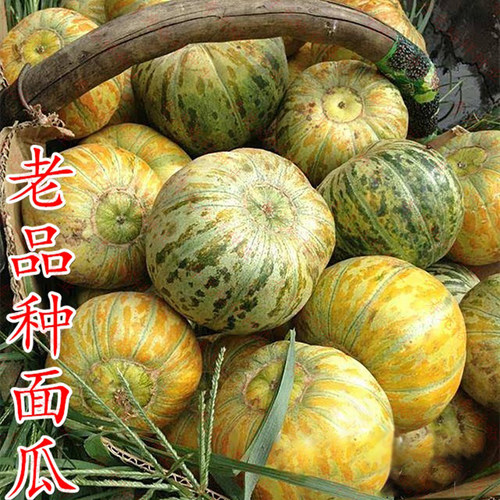 老品种面瓜种籽黄皮露地甜瓜香瓜