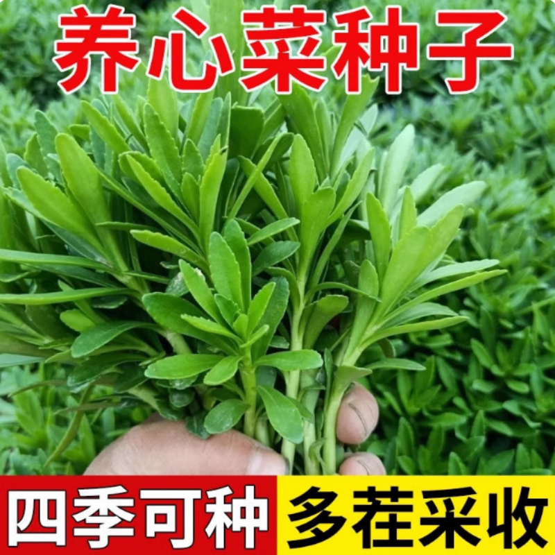 养心菜救心菜种子救心草高钙菜景天三七费菜种苗种子四季盆栽菜叶