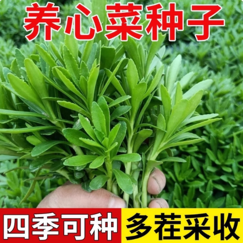 养心菜救心菜种子救心草高钙菜景天三七费菜种苗种子四季盆栽菜叶 - 封面