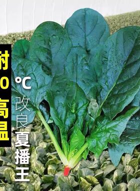 超耐热夏播王菠菜种子种籽高产春籽种夏季秋季四季蔬菜孑基地用籽