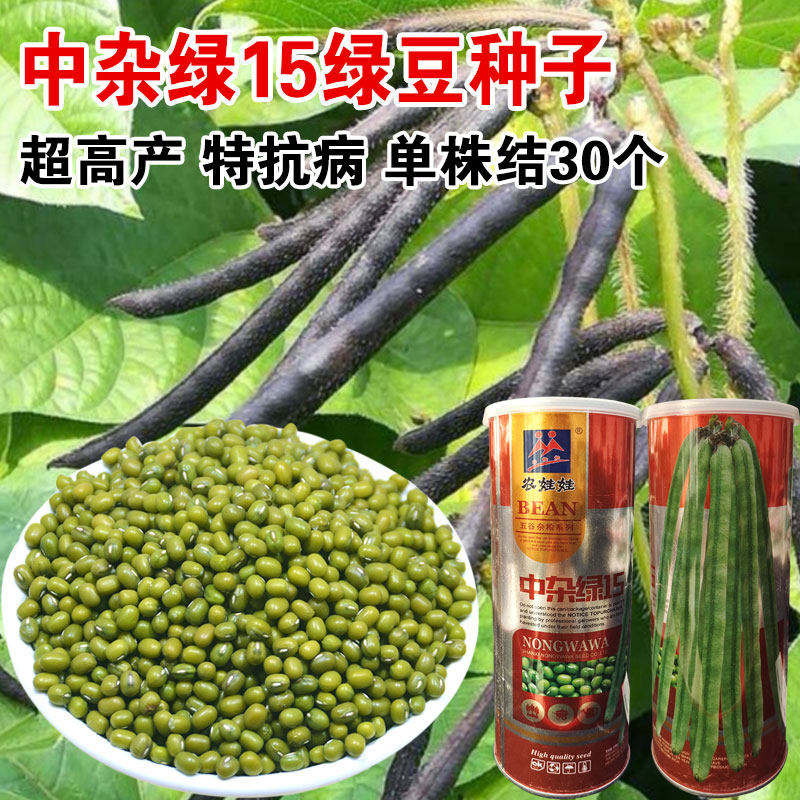 绿豆种子毛绿一绿豆种子春季夏季早熟高产耐高温养生五谷杂粮豆子
