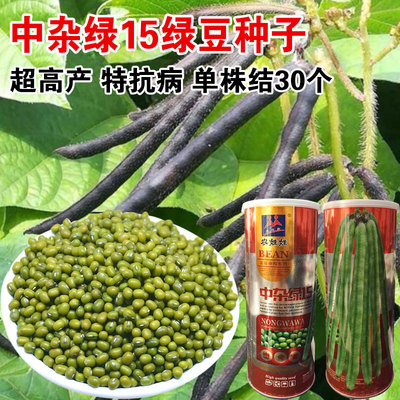 金种子不开花高产绿豆