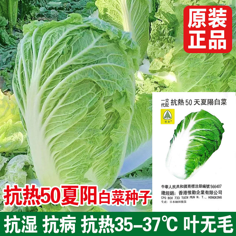 夏阳50天大白菜种子种籽孑夏季黄心耐热抗热秋季高产籽种蔬菜国产