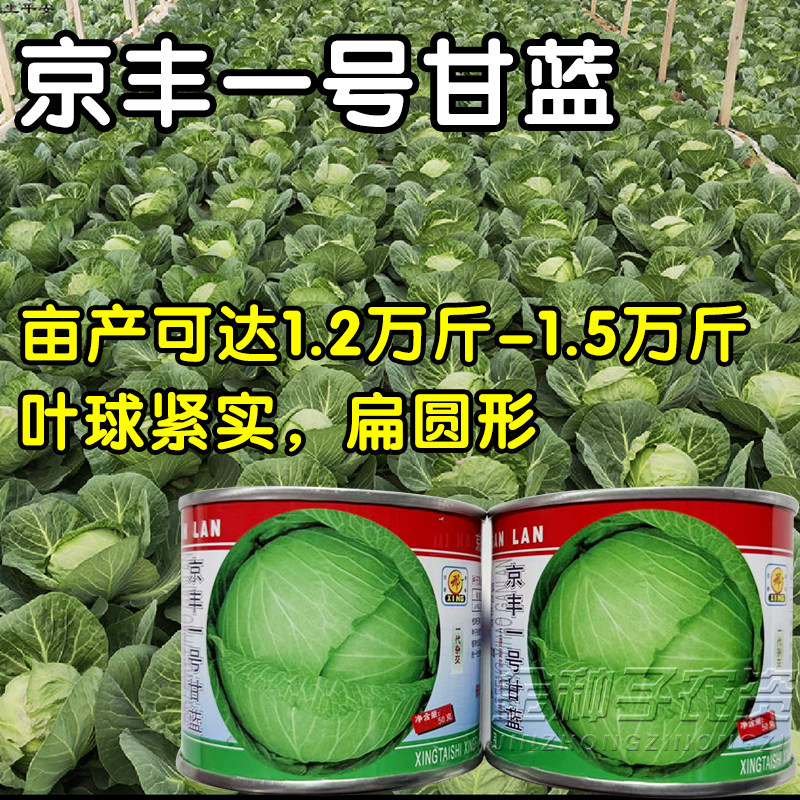 京丰一号甘蓝种子高产扁圆形平头洋白菜卷心菜蔬菜包菜大头菜种籽