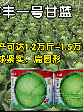 京丰一号甘蓝种子高产扁圆形平头洋白菜卷心菜蔬菜包菜大头菜种籽