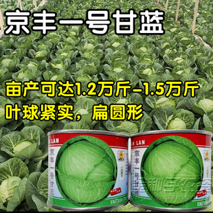 京丰一号甘蓝种子高产扁圆形平头洋白菜卷心菜蔬菜包菜大头菜种籽