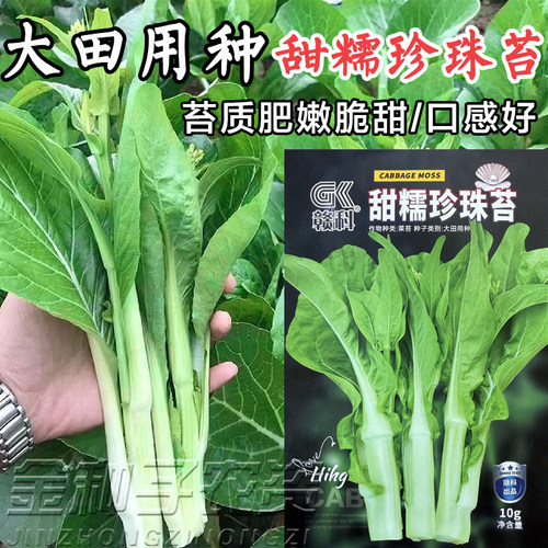 甜糯珍珠菜苔白菜苔种子