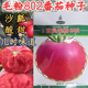 毛粉802番茄种子 沙瓤酸甜口感型番茄西红柿种子非转基因番茄种籽